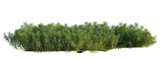 Obraz premium Sedum lineare tree shrub, plant bush, cutout, isolate transparent background, Dense Green Grass Patch with Varying Heights - Nature Element for Landscape Design and Visuals
