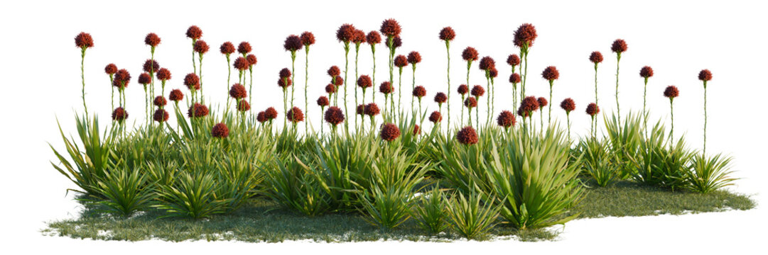 Doryanthes excelsa tree line, Forest Edge, Backdrop cutout, isolate transparent background, Detailed 3D Render of Ornamental Grasses with Red Flower Heads on a Patch of Green