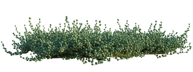 Senecio rowleyanus tree shrub, plant bush, cutout, isolate transparent background, Abstract plant...