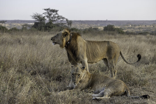 View of a male lion with a tracking collar standing near a lioness resting in the dry grass of the savannah in Nairobi National Park, Nairobi, Nairobi County, Kenya.