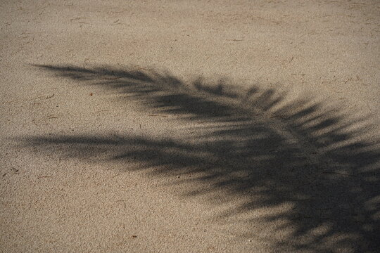 Grafischer Schattenwurf eines gefiederten Palmblatts einer Kanarischen Dattelpalme (Phoenix canariensis) auf einem strukturierten Boden