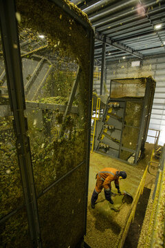 View of a worker in orange coveralls using a shovel to process harvested hops inside an industrial facility at a hop farm in Murchison, Tasman Region, New Zealand.