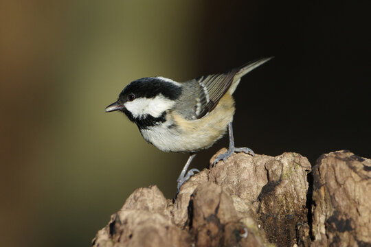 Coal tit bird (Periparus ater) perched on a textured tree stump in the forest, close-up wildlife photography