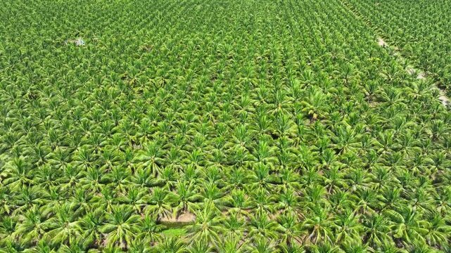 Drone view reveals endless rows of coconut palms across a large commercial plantation, symbolizing tropical farming, agricultural productivity and global demand for coconut products.
