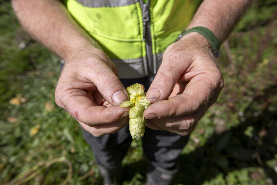View of a farmer's hands inspecting a fresh green hop cone at a hop farm in Murchison, Tasman Region, New Zealand.