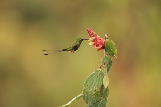 The Peruvian racket-tail (Ocreatus peruanus) is a species of hummingbird in the "brilliants", tribe Heliantheini in subfamily Lesbiinae.
