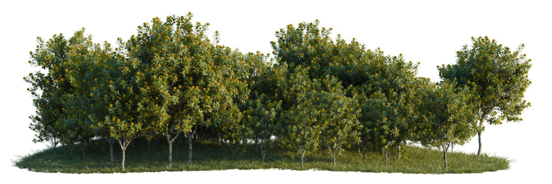 Xanthostemon chrysanthus tree line, Forest Edge, Backdrop cutout, isolate transparent background, Dense group of trees with lush green foliage over grassy terrain - nature landscape
