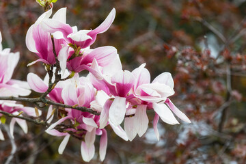Branch with a flower of a pink magnolia close up © Shchipkova Elena