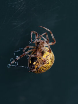 View of a spider with a yellow and black patterned abdomen hanging on a delicate silk web against a dark background in Hilo, Hawaii, United States.