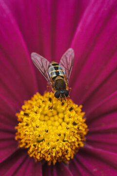 View of a hoverfly resting on the yellow center of a vibrant purple flower in Hilo, Hawaii, United States.