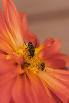 View of two hoverflies feeding on the yellow center of a vibrant orange dahlia flower in Hilo, Hawaii, United States.
