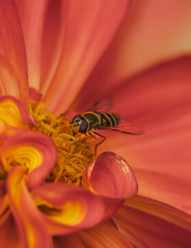 View of a hoverfly perched on the center of a vibrant orange and yellow dahlia flower in a detailed macro shot in Hilo, Hawaii, United States.