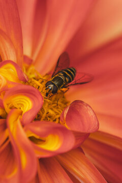 View of a hoverfly perched on the vibrant orange and yellow petals of a flower in a macro shot in Hilo, Hawaii, United States.
