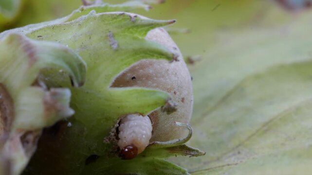 white worm curculio nucum coming out of a hazelnut