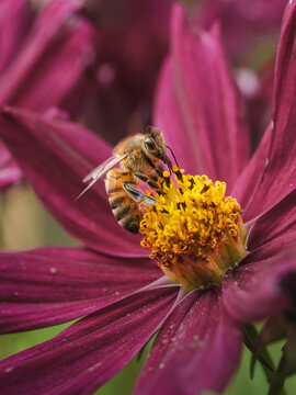 View of a honey bee collecting nectar from a vibrant purple cosmos flower, showing intricate details of the insect and the yellow center of the bloom in Hilo, Hawaii, United States.