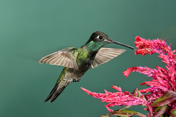 Fototapeta premium Rivoli's hummingbird feeding on flowers