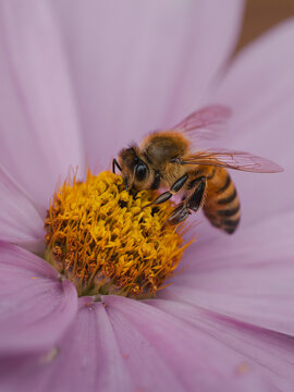 View of a honeybee collecting pollen from the yellow center of a delicate pink cosmos flower in a garden in Hilo, Hawaii, United States.