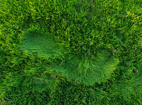 traces de pas dans herbe fraiche