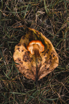 View of a small orange mushroom resting on a dried, spotted brown leaf amidst dry grass in Hilo, Hawaii, United States.