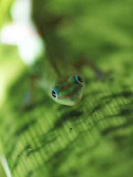 View of a gold dust day gecko resting on a vibrant green leaf in a macro shot Hilo, Hawaii, United States.