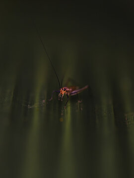 View of a small cricket with long antennae perched on a textured green leaf in Hilo, Hawaii, United States.