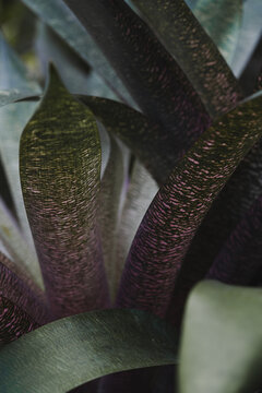View of a close-up of a tropical bromeliad plant featuring dark green and purple patterned leaves in Hilo, Hawaii, United States.