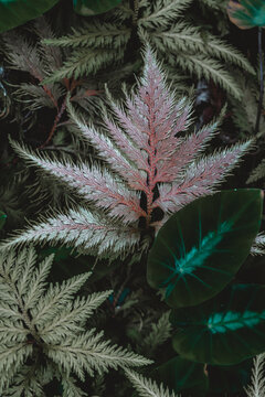 View of a delicate fern with intricate fronds and deep green tropical leaves in a lush forest setting in Hilo, Hawaii, United States.