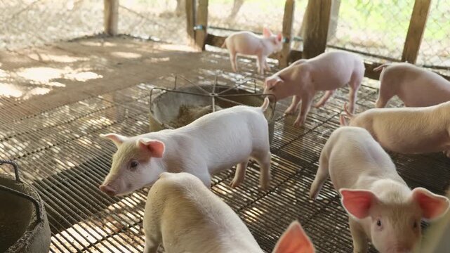 Many piglets are eating prepared food in the pig farm. Little piglets are eating food.	