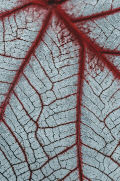 View of a macro close-up of a leaf featuring intricate red veins contrasting with the pale, textured surface in Hilo, Hawaii, United States.