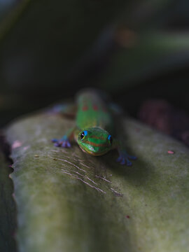 View of a vibrant green Gold Dust Day Gecko resting on a textured leaf in Hilo, Hawaii, United States.