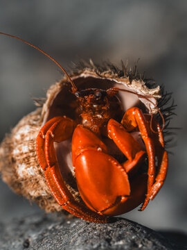 View of a vibrant orange hermit crab emerging from its textured shell on a rocky surface in Hilo, Hawaii, United States.