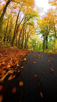 Vertical action camera footage of driving along an autumn forest road with falling leaves