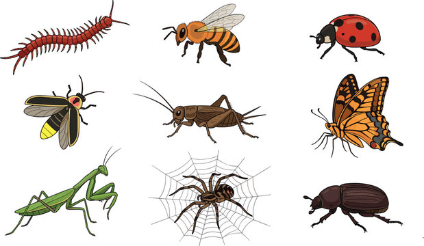 Insects and Bugs Vector Icon Set Featuring Butterfly, Praying Mantis, Bee, Ladybug, Spider with Web, Cricket, Beetle, and Centipede