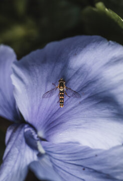 View of a hoverfly resting on a delicate purple flower petal in Hilo, Hawaii, United States.