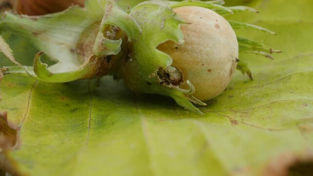 white worm curculio nucum coming out of a hazelnut