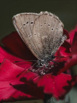 View of a brown butterfly resting on a vibrant red flower petal in Hilo, Hawaii, United States.