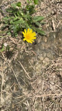Yellow wildflower blooming on dry ground with dead grass