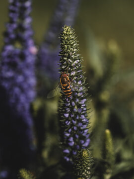View of a hoverfly resting on a purple flower spike in a garden setting in Hilo, Hawaii, United States.