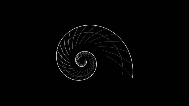 Logarithmic Spiral Line Graphic