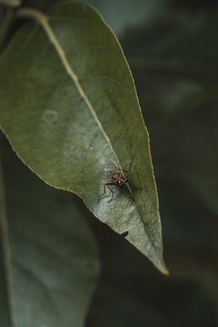 View of a fly resting on a green leaf with visible veins and soft natural lighting in Hilo, Hawaii, United States.