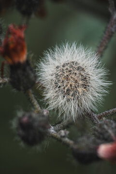 View of a macro shot of a white dandelion seed head with delicate pappus fibers and dark fuzzy buds on a stem in Hilo, Hawaii, United States.