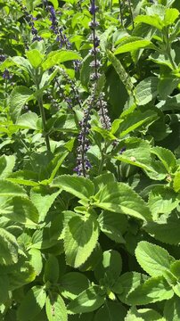 Cuban oregano plant flowering with purple blooms in herb garden
