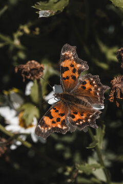 View of a comma butterfly resting on a white flower with green foliage in the background in Hilo, Hawaii, United States.