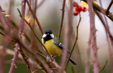 Great Tit Sitting On Bush © tan4ikk