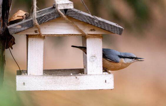 Nuthatch Eating Food From Feeder