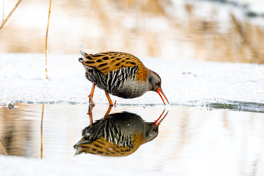 Water Rail Drinking Water