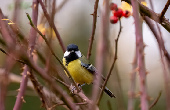 Great Tit Sitting On Bush
