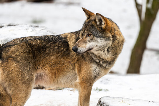 Wolf In Forest During Winter