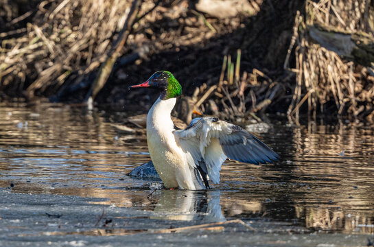 Male Common Merganser Is Spreading Wings