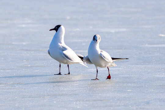 Seagulls On Frozen Lake